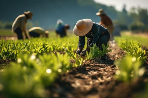 Farm operators tending young crops in the field